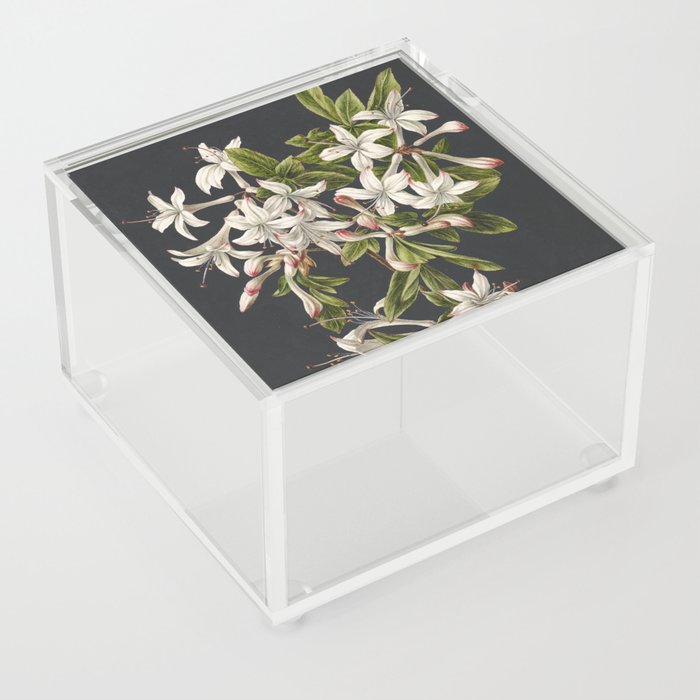 Azalea Flowers Vintage Botanical Print Acrylic Box