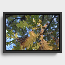 oak leaves Framed Canvas