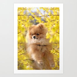 Pomeranian Puppy Being On Alert Surrounded Art Print