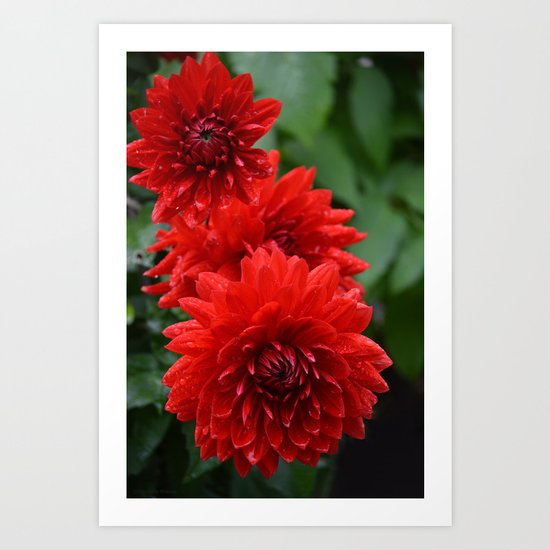 Fresh Rain Drops - Red Dahlia Art Print