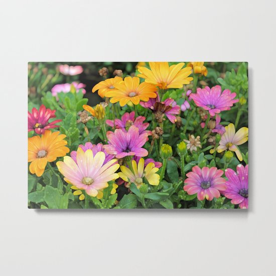Colorful Spanish Daisies Metal Print