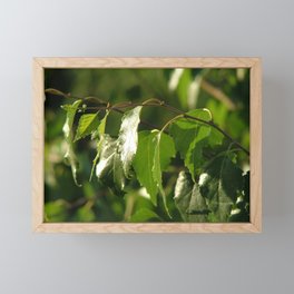 Green birch leaves Framed Mini Art Print