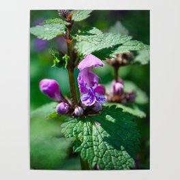 Photo of Ground-ivy flower on a green background taken in Austrian Alps Poster