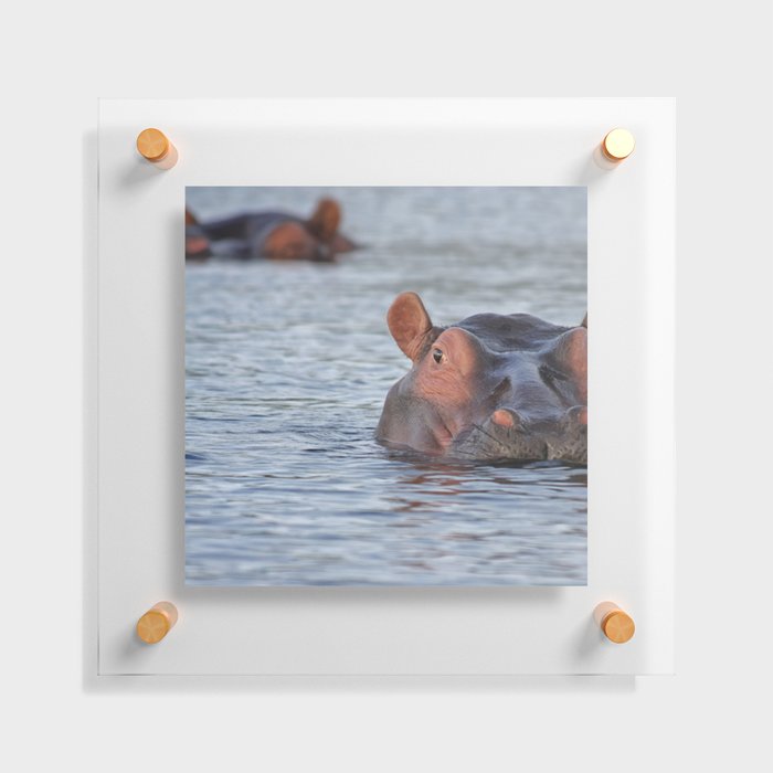 South Africa Photography - Two Hippos Swimming In A Lake Floating Acrylic Print