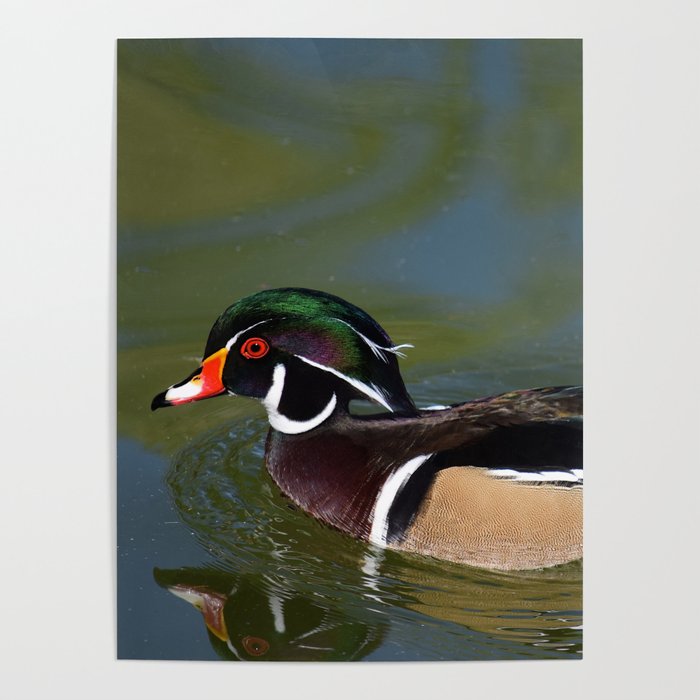 Male Wood Duck Poster