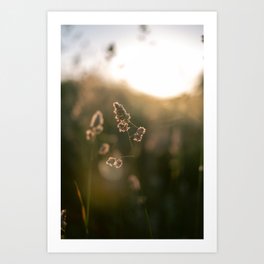 Flowers in the Dunes | Grasses | Golden Hour | Nature & Travel Photography Art Print