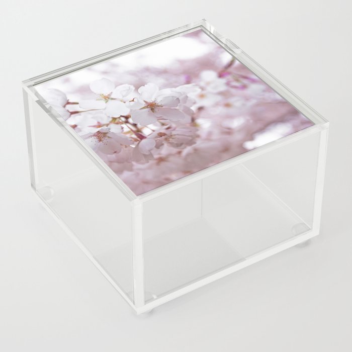 High Park Cherry Blossoms on May 11th, 2018. V Acrylic Box