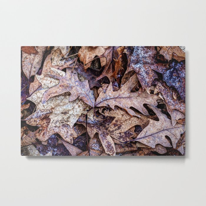 fallen and frosted Metal Print