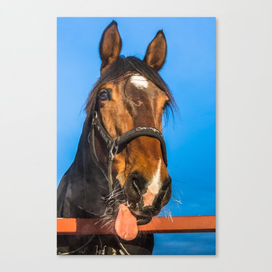 Horse Albert Canvas Print
