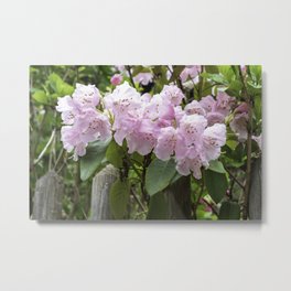 Beauty behind the fence Metal Print | Beauty, Pink, Springtime, Closeup, Blooming, Tender, Design, Petal, Blurredbackground, Bloom 