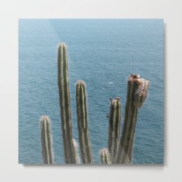 Mexico Photography - Cactuses At The Coast Of Mexico Metal Print