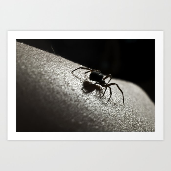 Shadow of a Spider Art Print