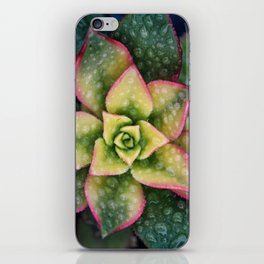 Succulents 8 iPhone Skin