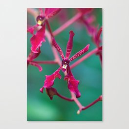 Exotic Red Orchid In Green Canvas Print