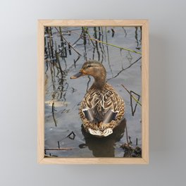 Mallard Duck Donegal Ireland Framed Mini Art Print