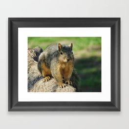 Squirrel at the Park Framed Art Print