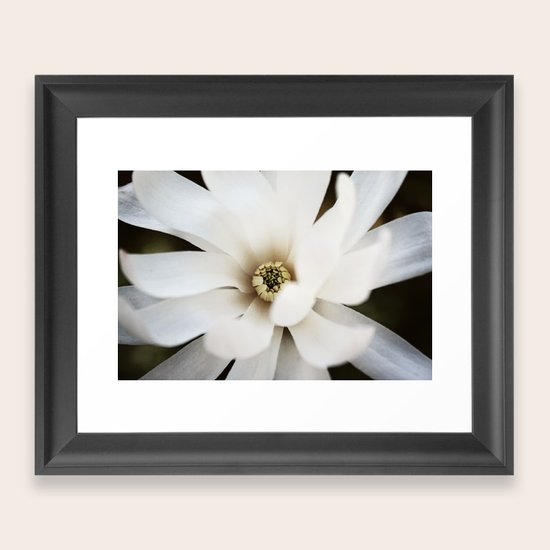 Magnolia Framed Art Print