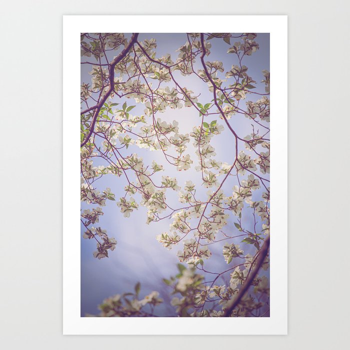 Spring Lullaby (cool version) x Dogwood Blooms Art Art Print by Ann