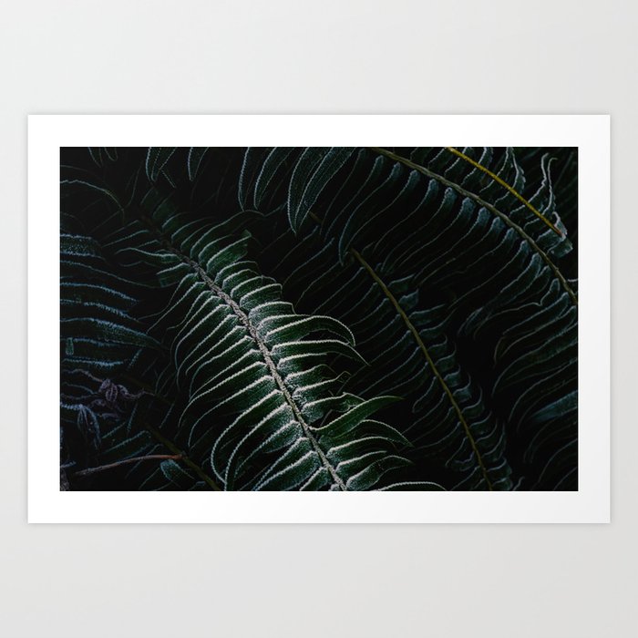 Deep green bracken with frost coating Art Print