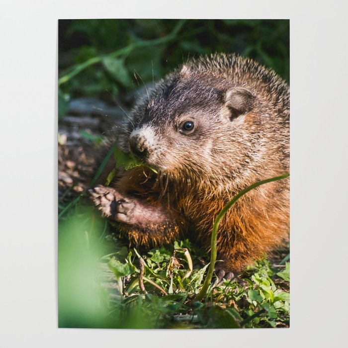 Hungry Groundhog. Nature Photography Poster