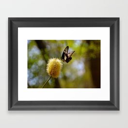 Butterfly Fraser Island Queensland Australia Framed Art Print
