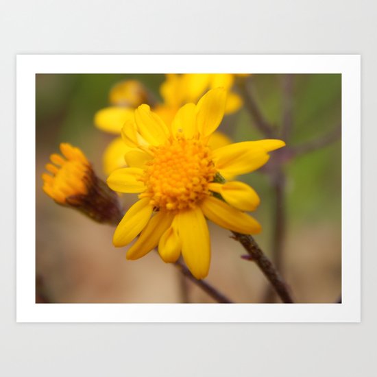 Yellow Flower Art Print