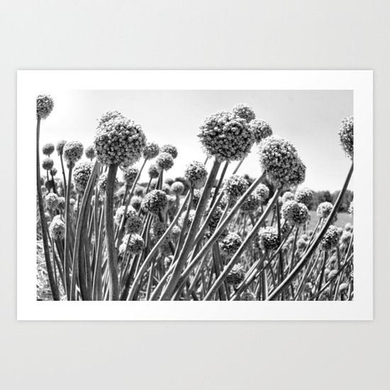 Garlic Fields Forever Art Print