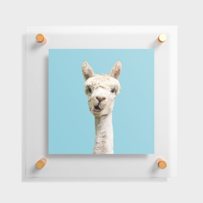 Alpaca floatie clearance