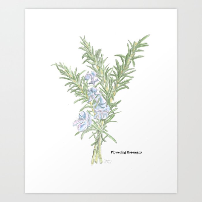 Flowering Rosemary Art Print by My Art On Stuff | Society6