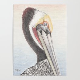 Brown Pelican Poster