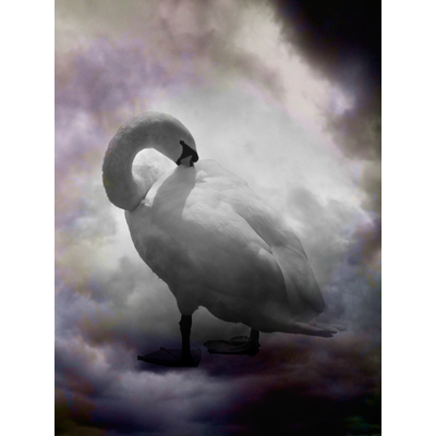black swan yoga