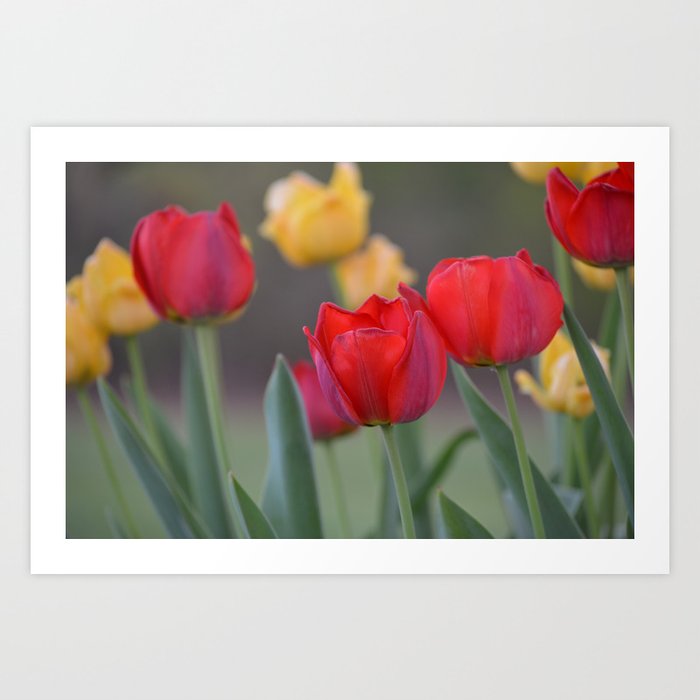 tulips Art Print