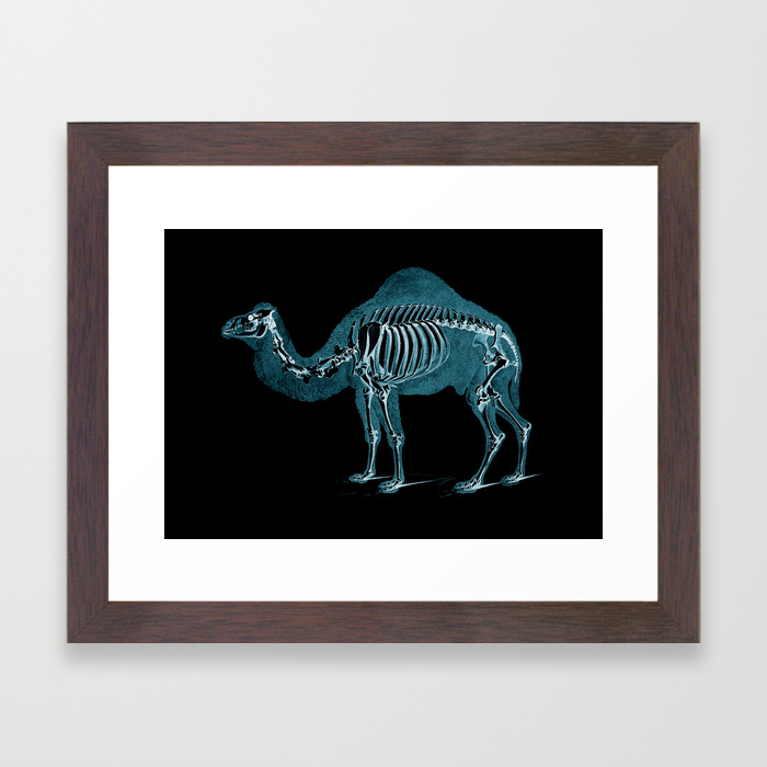 Camel X Ray Camel Print Camel Wall Art Animal X Ray Framed Art Print By Xrayjungle Society6