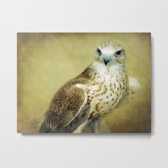 The Saker Falcon Stare Metal Print