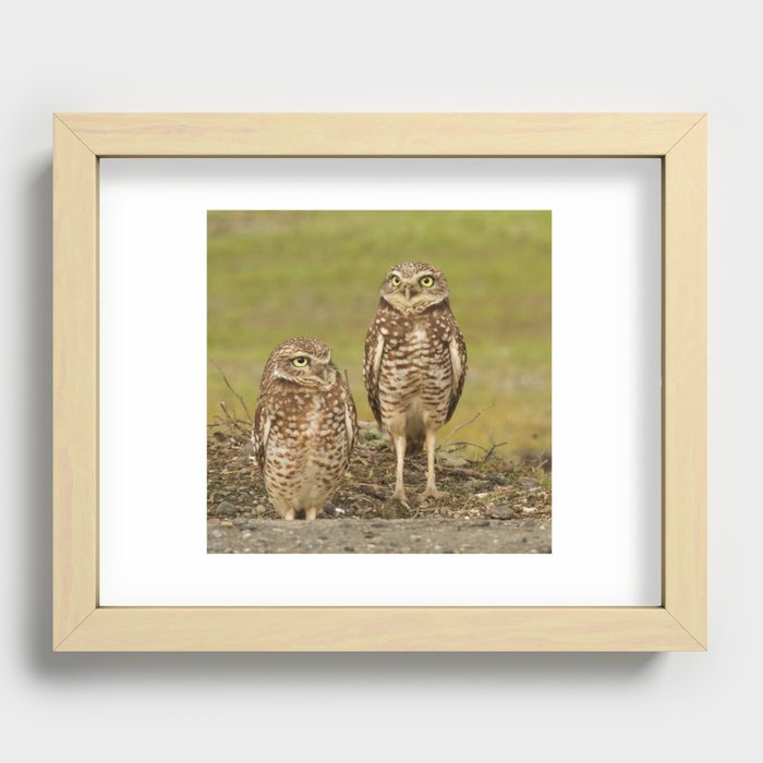 Burrowing Owls - Davis, CA Recessed Framed Print