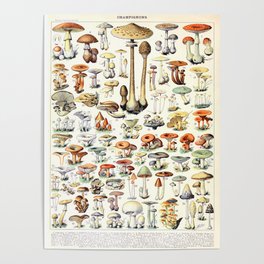 Adolphe Millot - Champignons B - French vintage poster Poster