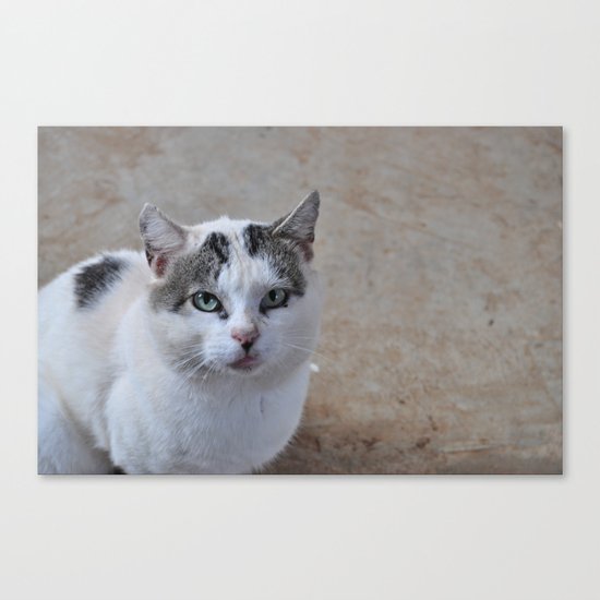 kitty kitty Canvas Print