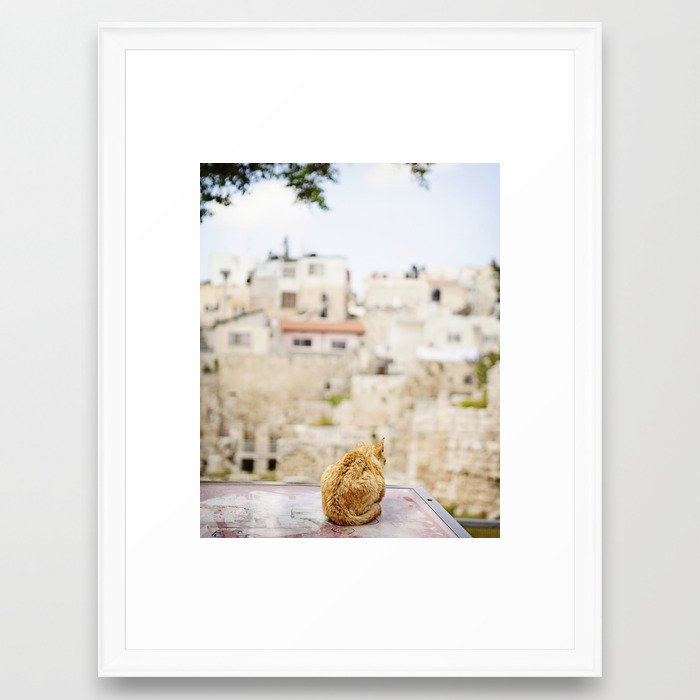 Cat Overlooking Ancient Ruins, Israel Framed Art Print