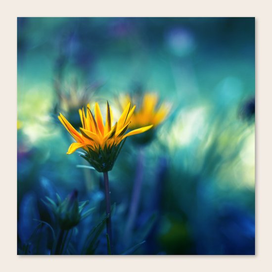 Little Sun Canvas Print