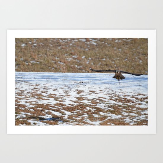 Peregrine Falcon Art Print