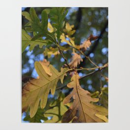 oak leaves Poster