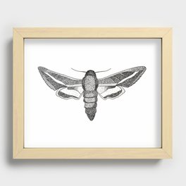 moth Recessed Framed Print