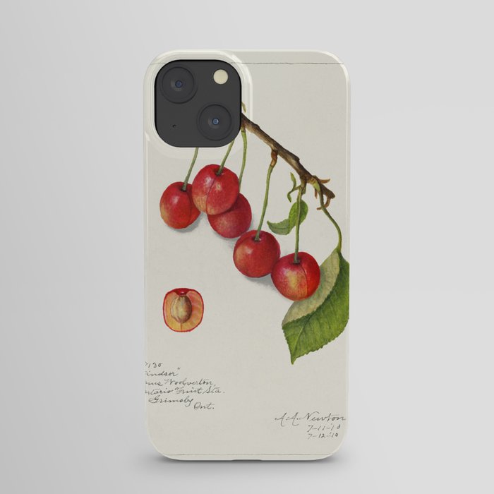 Cherries (Prunus Avium) (1910) iPhone Case
