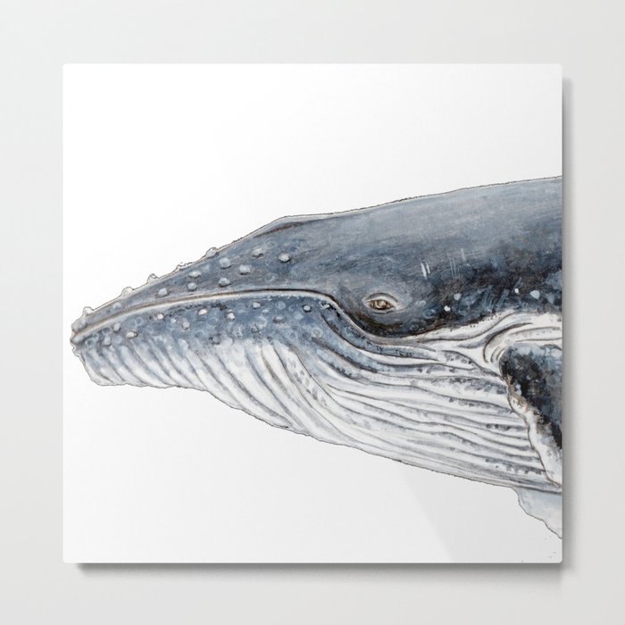 Humpback whale portrait Metal Print