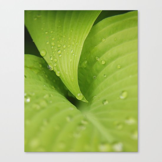 Dew Drops Canvas Print