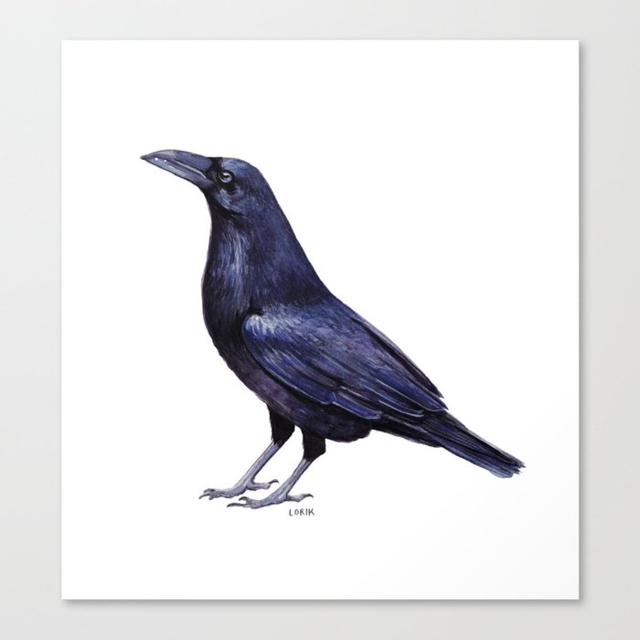 Little Raven Canvas Print