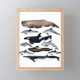 Atlantic whales, dolphins and orca Framed Mini Art Print