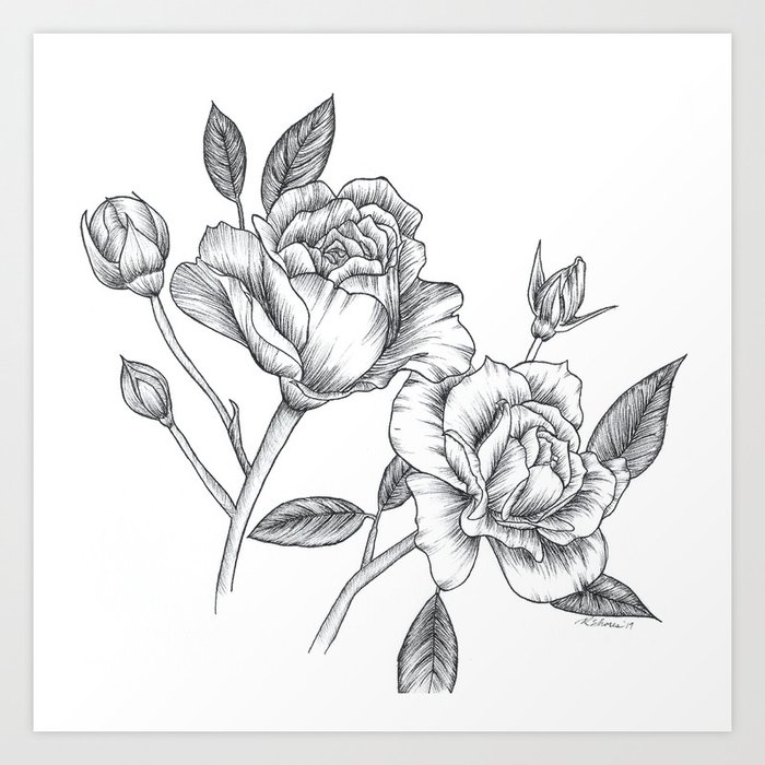 Twin Roses Inked Drawing Art Print
