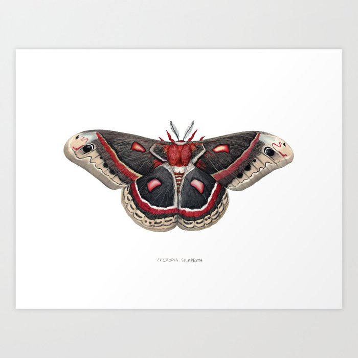 Cecropia Moth Art Print