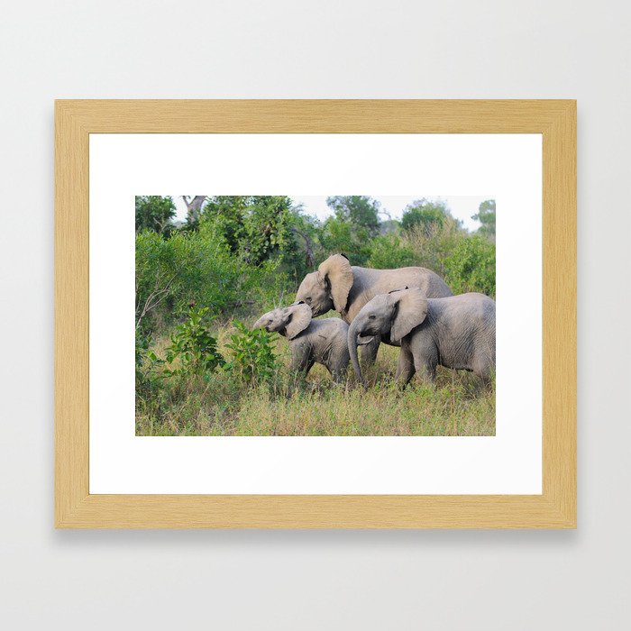 Elephant Family Framed Art Print
